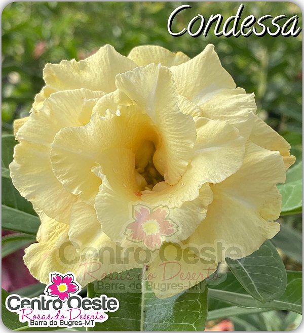 Rosa do Deserto Enxerto - Condessa