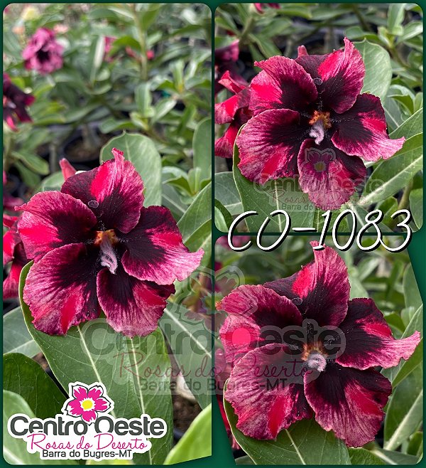 Rosa do Deserto Enxerto - CO-1083