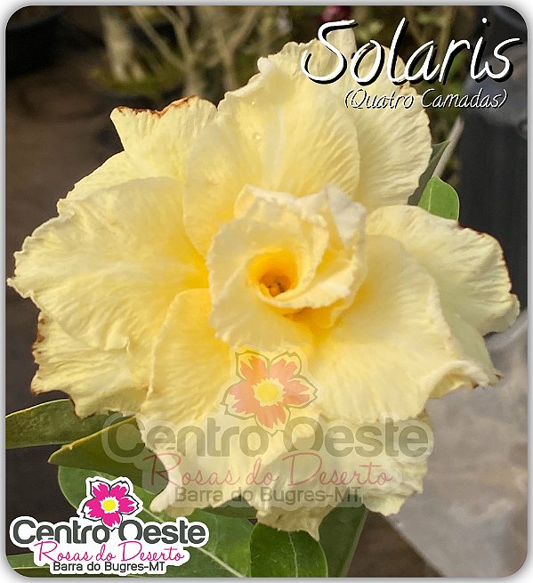 Rosa do Deserto Enxerto - Solaris