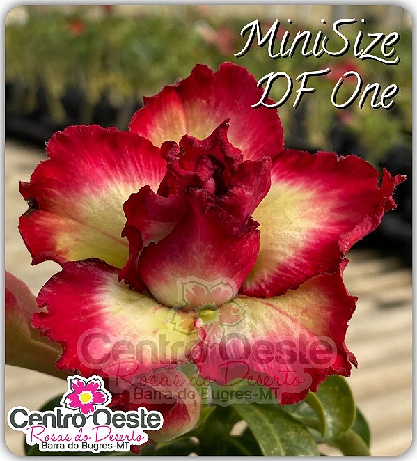 Rosa do Deserto Enxerto - Mini Size DF One