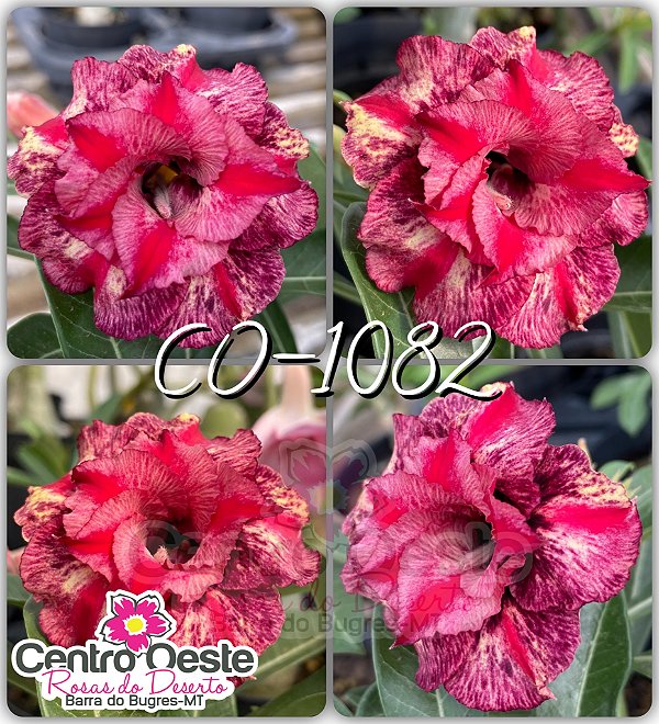 Rosa do Deserto Enxerto - CO-1082