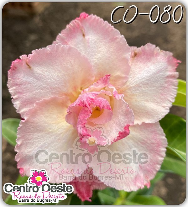 Rosa do Deserto Enxerto - CO-080