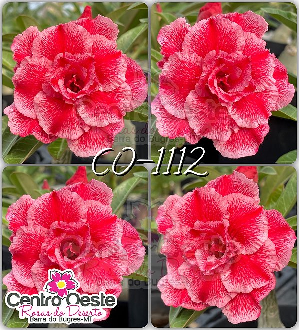 Rosa do Deserto Enxerto - CO-1112
