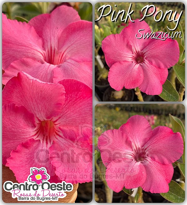 Rosa do Deserto Enxerto - Pink Pony (HU-9) - Pequena