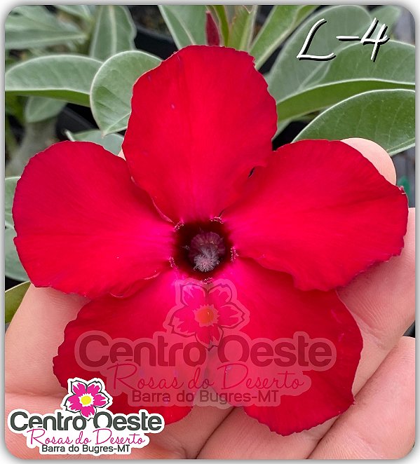 Rosa do Deserto Enxerto - L-4 (Swazicum)