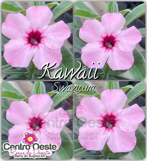 Rosa do Deserto Enxerto - Kawaii (Swazicum)