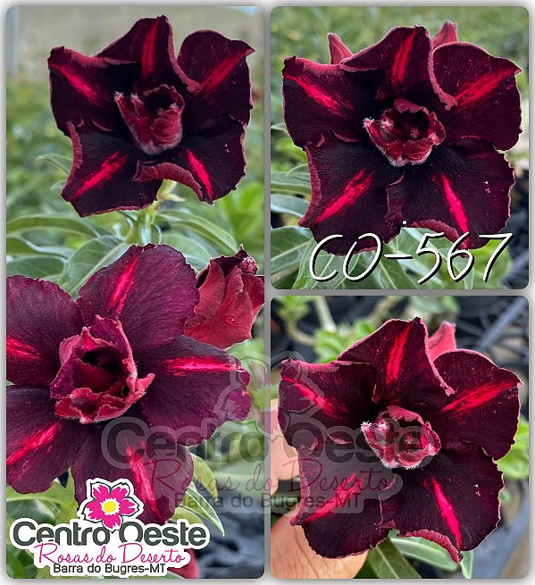 Rosa do Deserto Enxerto - CO-567