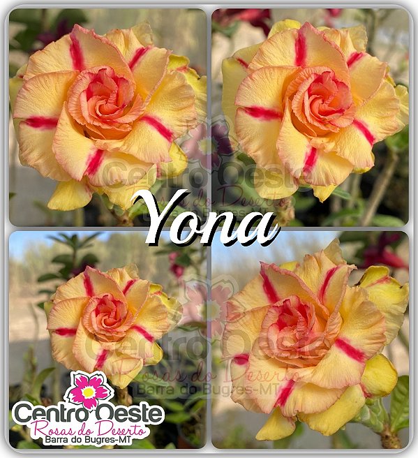 Rosa do Deserto Enxerto - YONA