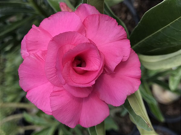 Rosa do Deserto Muda de Enxerto - TW-4 - Flor Tripla