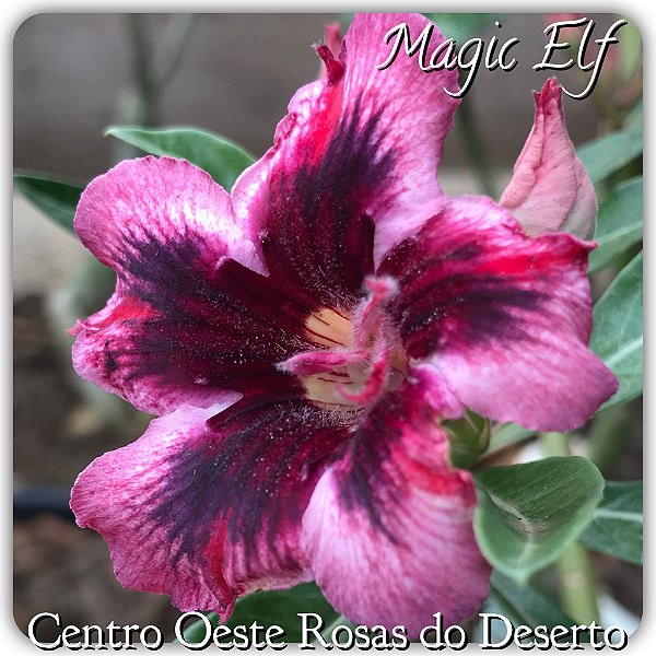 Rosa do Deserto Muda de Enxerto - Magic Elf - Flor Simples Roxa Matizada