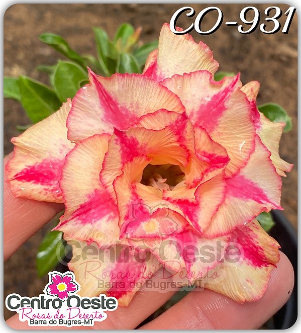 Rosa do Deserto Enxerto - CO-931