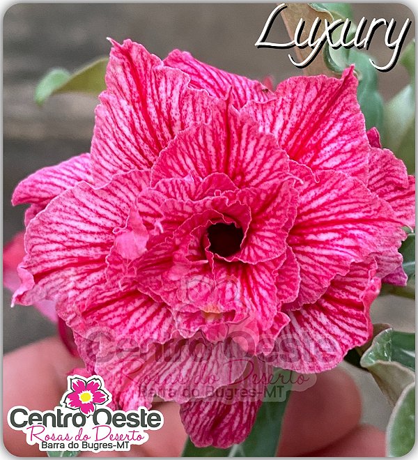 Rosa do Deserto Enxerto - Luxury