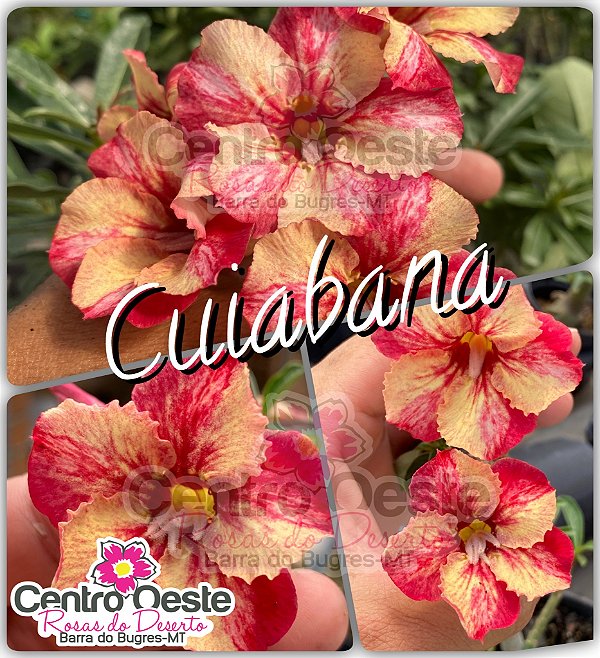 Rosa do Deserto Enxerto - CUIABANA