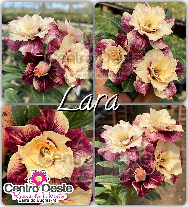 Rosa do Deserto Enxerto - LARA