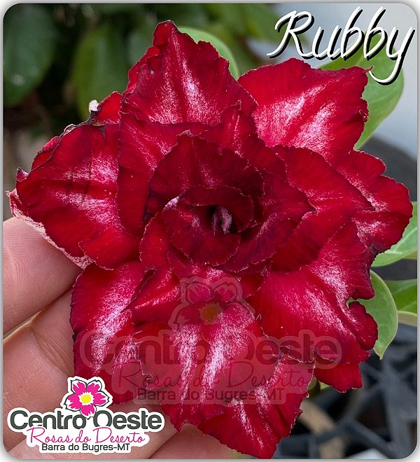 Rosa do Deserto Enxerto - RUBBY