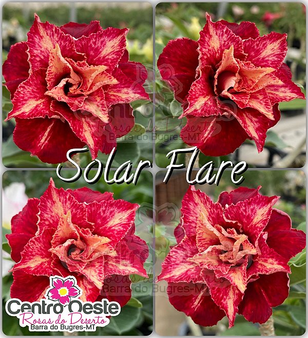 Rosa do Deserto Enxerto - SOLAR FLARE