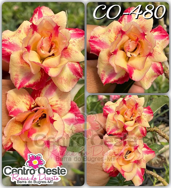 Rosa do Deserto Enxerto - CO-480