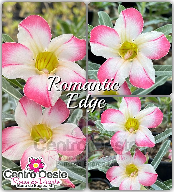 Rosa do Deserto Enxerto - Romantic Edge