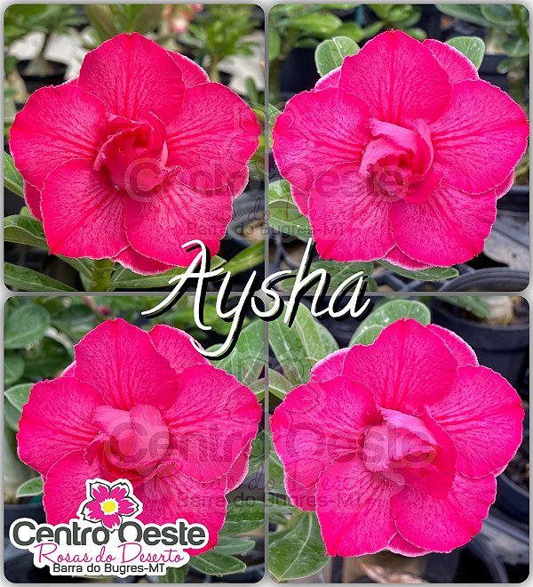 Rosa do Deserto Enxerto - AYSHA (Pequena)
