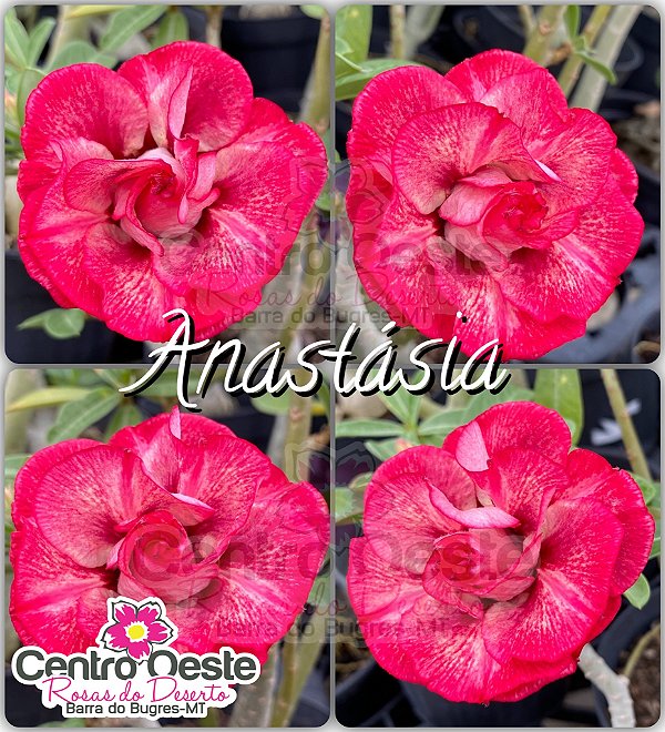 Rosa do Deserto Enxerto - ANASTÁSIA