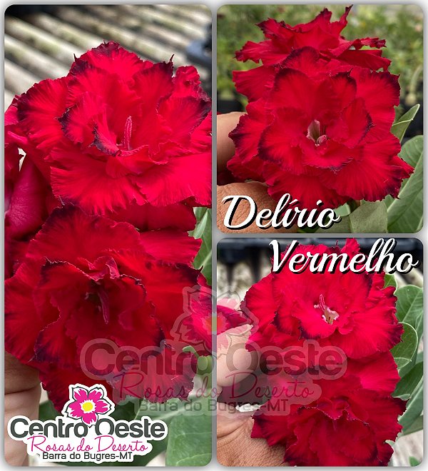 Rosa do Deserto Enxerto - DELÍRIO VERMELHO