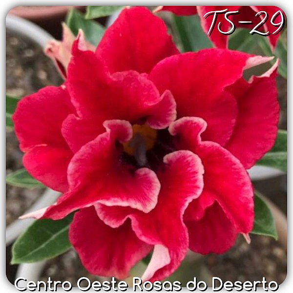 Rosa do Deserto Muda de Enxerto - TS-029 - Flor Dobrada