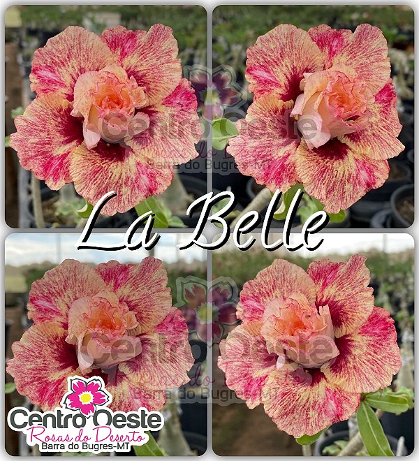 Rosa do Deserto Enxerto - LA BELLE