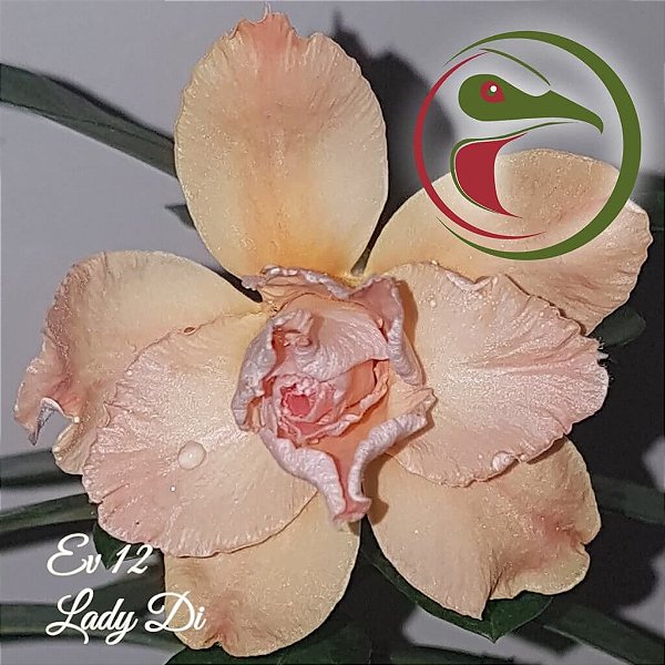 Rosa do Deserto Muda de Enxerto - EV-012 - Lady Di - Flor Tripla