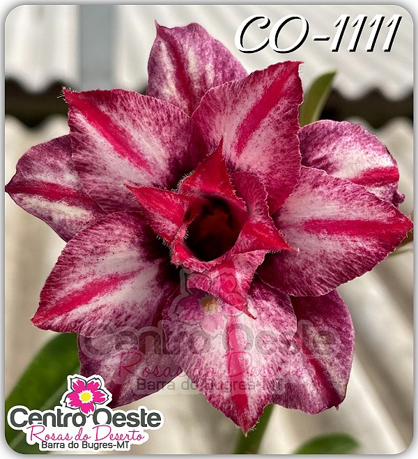 Rosa do Deserto Enxerto - CO-1111 - Pote 25