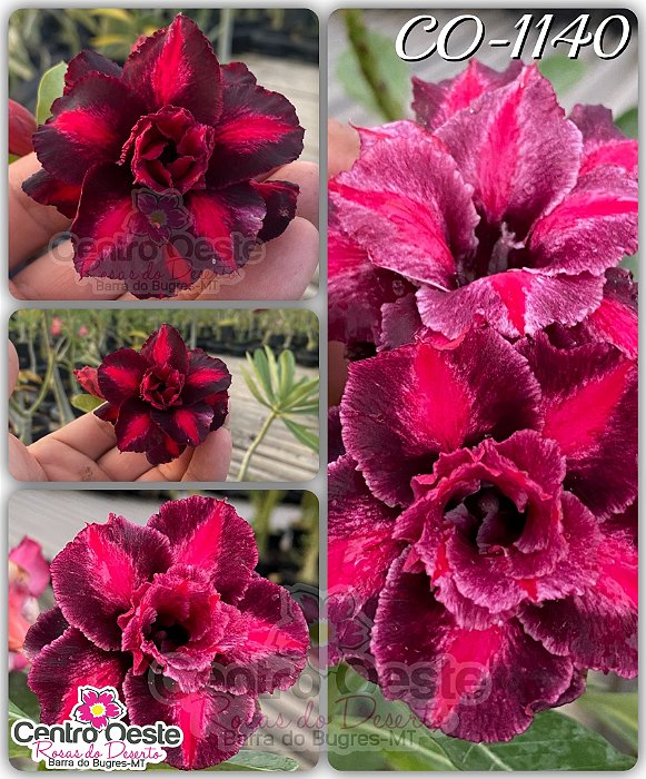 Rosa do Deserto Enxerto - CO-1140 - Pote 25