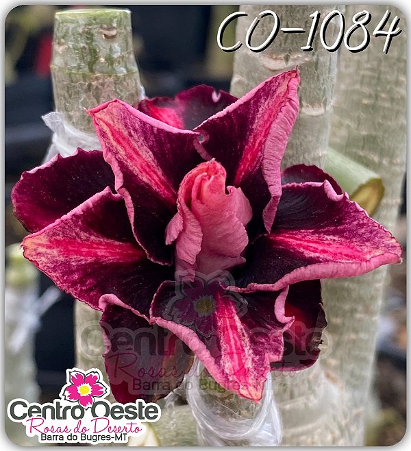 Rosa do Deserto Enxerto - CO-1084 - Pote 25
