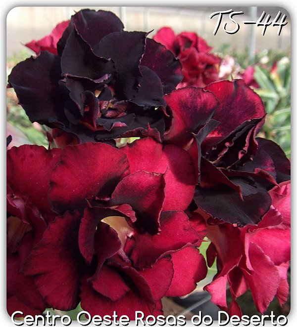 Rosa do Deserto Muda de Enxerto - TS-044 - Flor Dobrada
