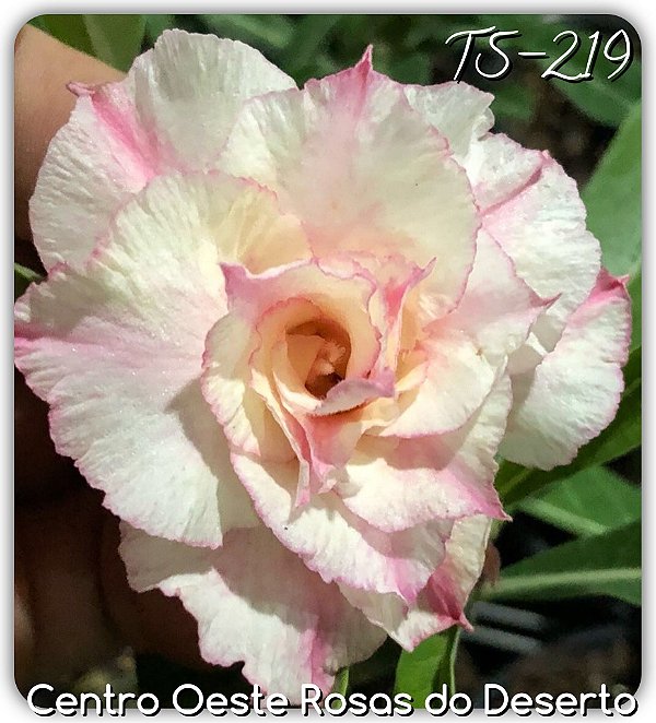 Rosa do Deserto Muda de Enxerto - TS-219 - Flor Tripla