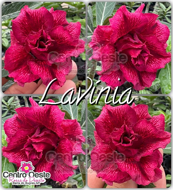 Rosa do Deserto Enxerto - Lavínia