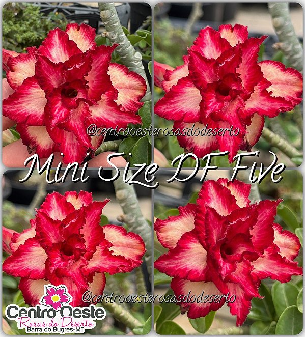 Rosa do Deserto Enxerto - Mini Size DF Five
