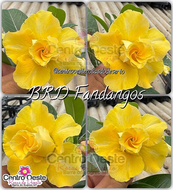 Rosa do Deserto Enxerto - BRD Fandangos (Pequena)