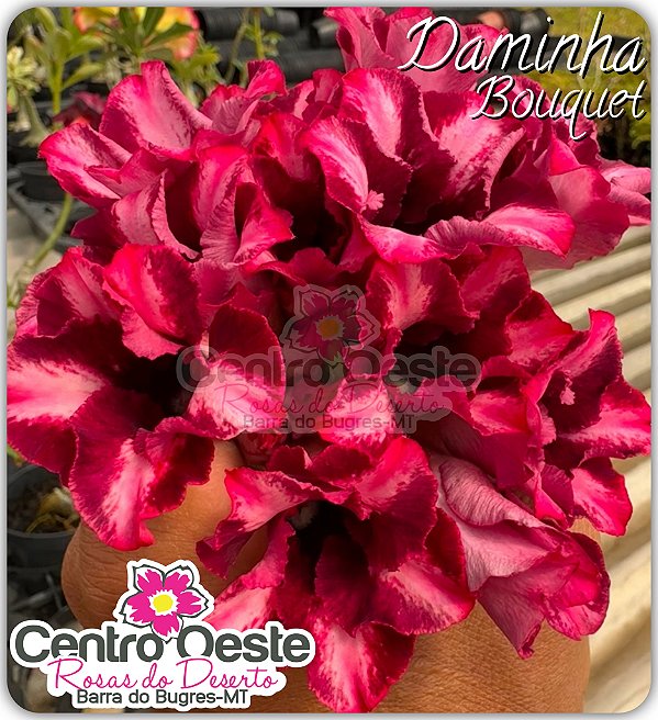 Rosa do Deserto Enxerto - Daminha Bouquet (Pequena)