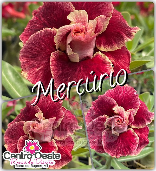 Rosa do Deserto Enxerto - BRD MERCÚRIO - Pote 25