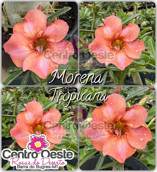 Rosa do Deserto Enxerto - Morena Tropicana