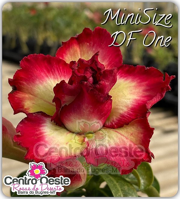 Rosa do Deserto Enxerto - Mini Size DF One - Pote 25