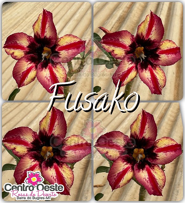 Rosa do Deserto Enxerto - Fusako - Pote 25
