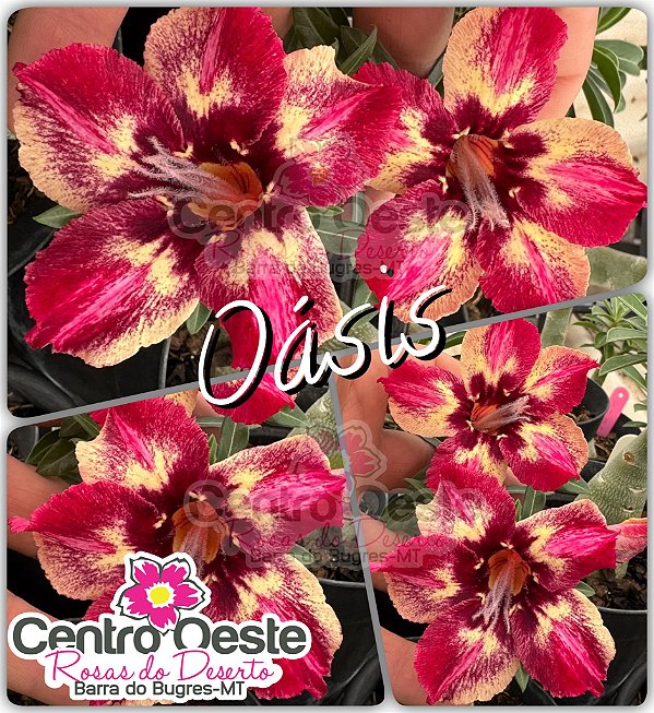 Rosa do Deserto Enxerto - OÁSIS - Pote 25