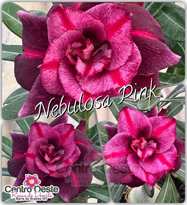 Rosa do Deserto Enxerto - Nebulosa Pink - Pote 25