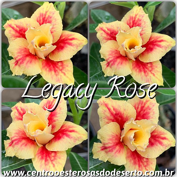 Rosa do Deserto Muda de Enxerto - Legacy Rose - Flor Dobrada Amarela matizada