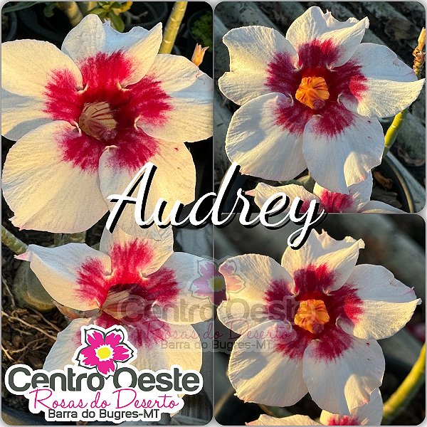Rosa do Deserto Enxerto - Audrey