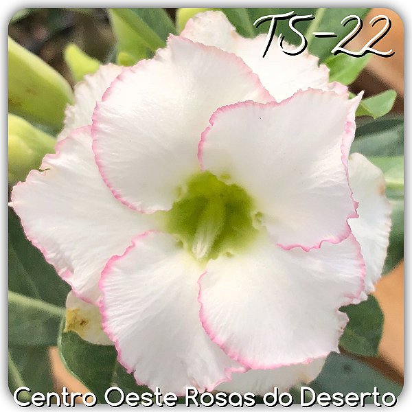 Rosa do Deserto Muda de Enxerto - TS-022 - Flor Dobrada