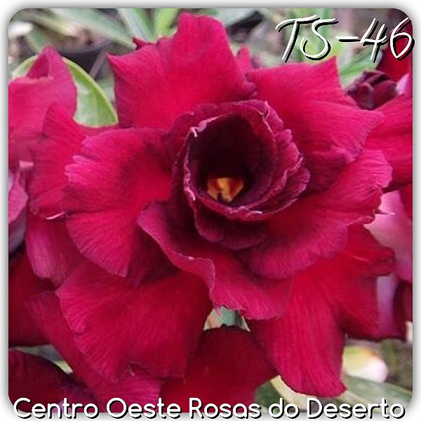 Rosa do Deserto Muda de Enxerto - TS-046 - Flor Tripla