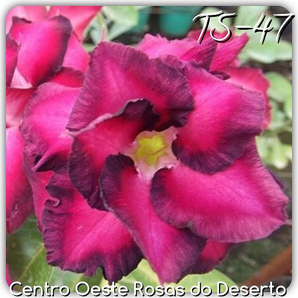 Rosa do Deserto Muda de Enxerto - TS-047 - Flor Dobrada