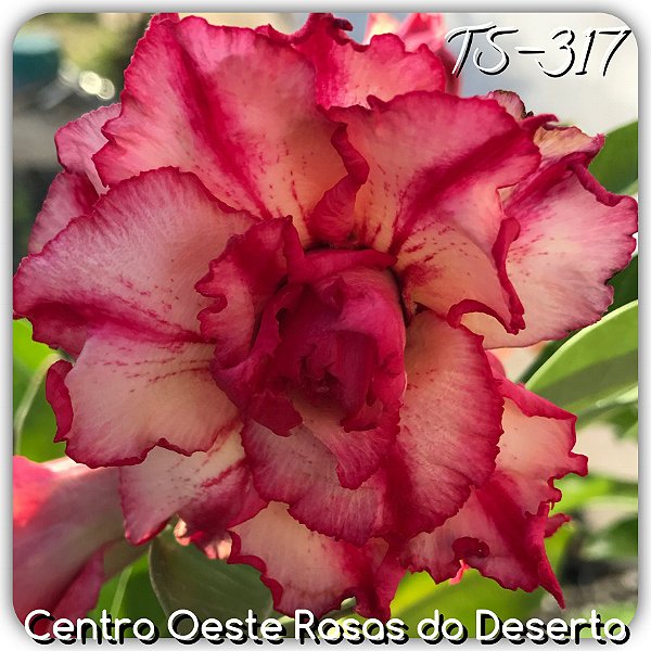 Rosa do Deserto Muda de Enxerto - TS-317 - Flor Tripla