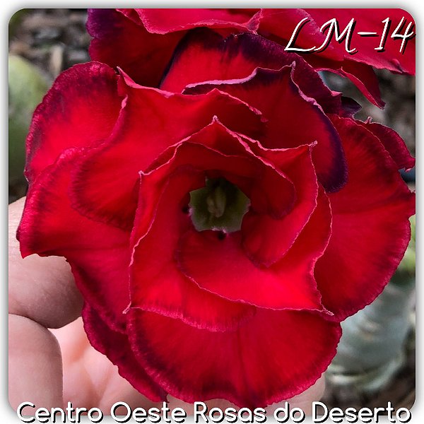 Rosa do Deserto Muda de Enxerto - LM-14 - Flor Tripla